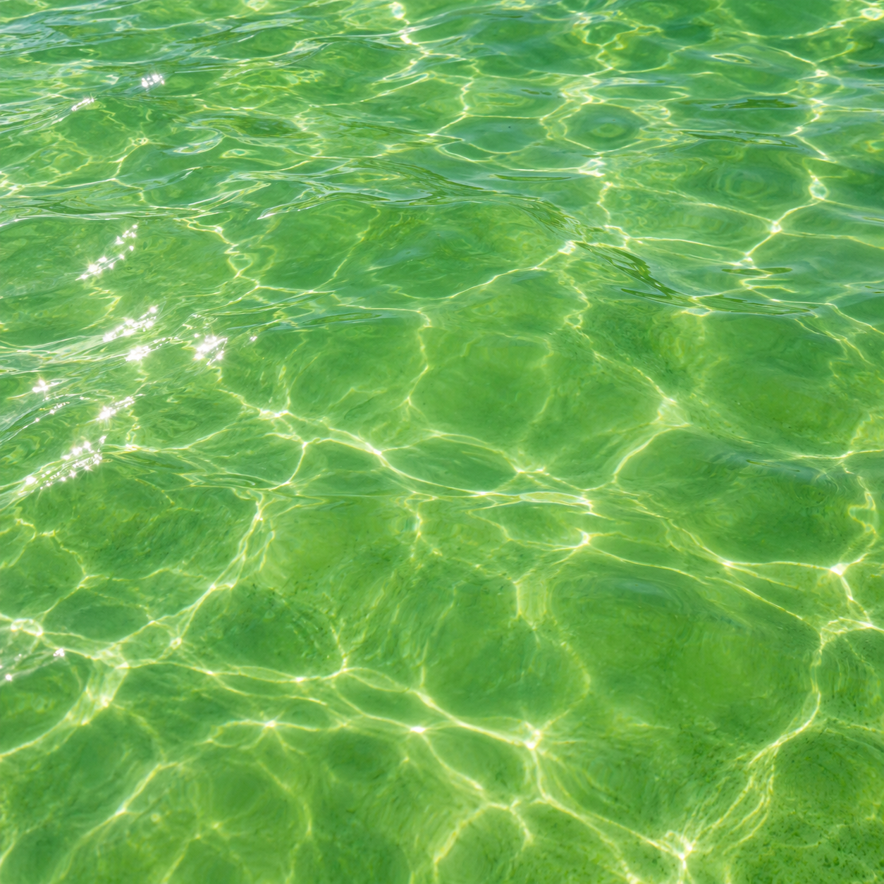 Green pool water